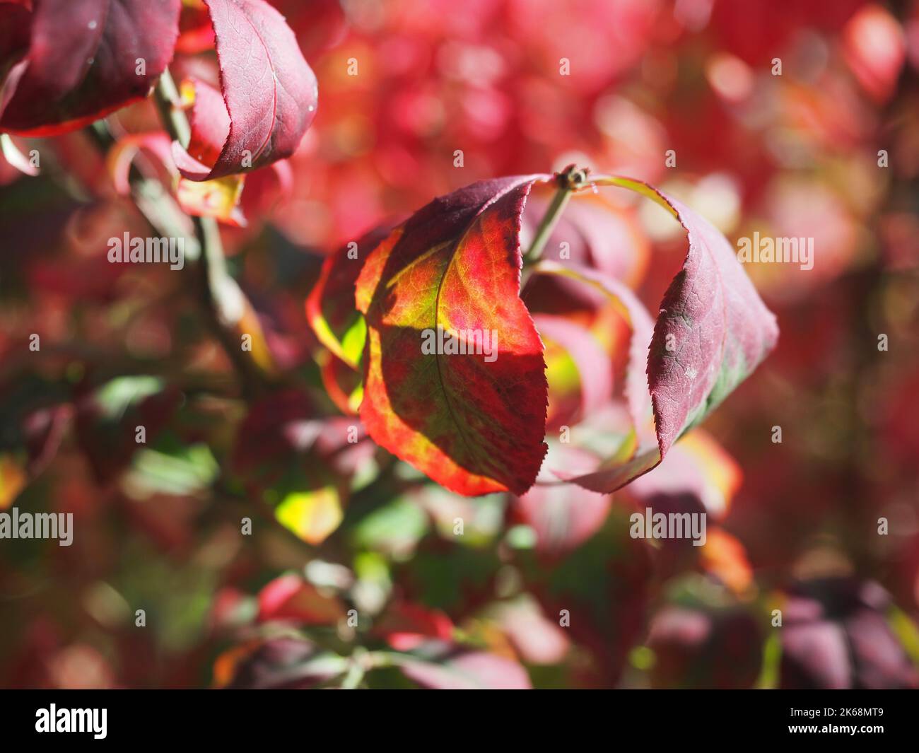 Foglie rosse di Euonymus alinga Burning Bush Foto Stock
