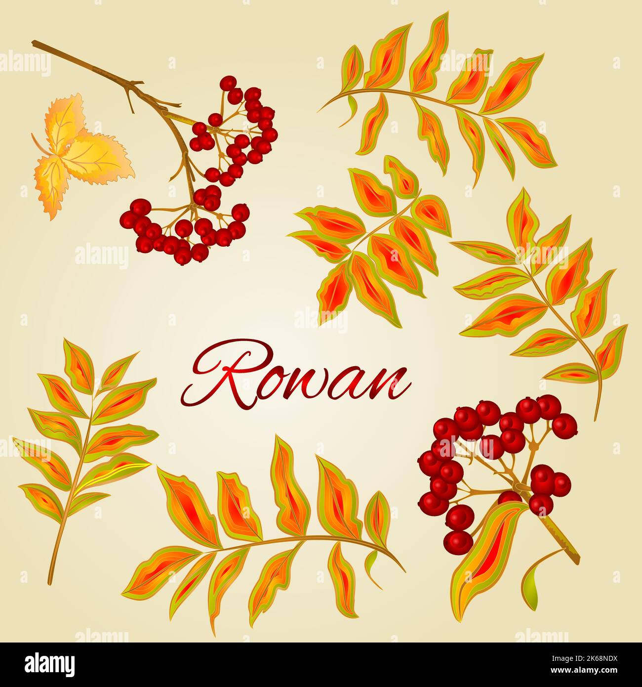 Foglie di Rowan e bacche Vector Illustrazione Vettoriale