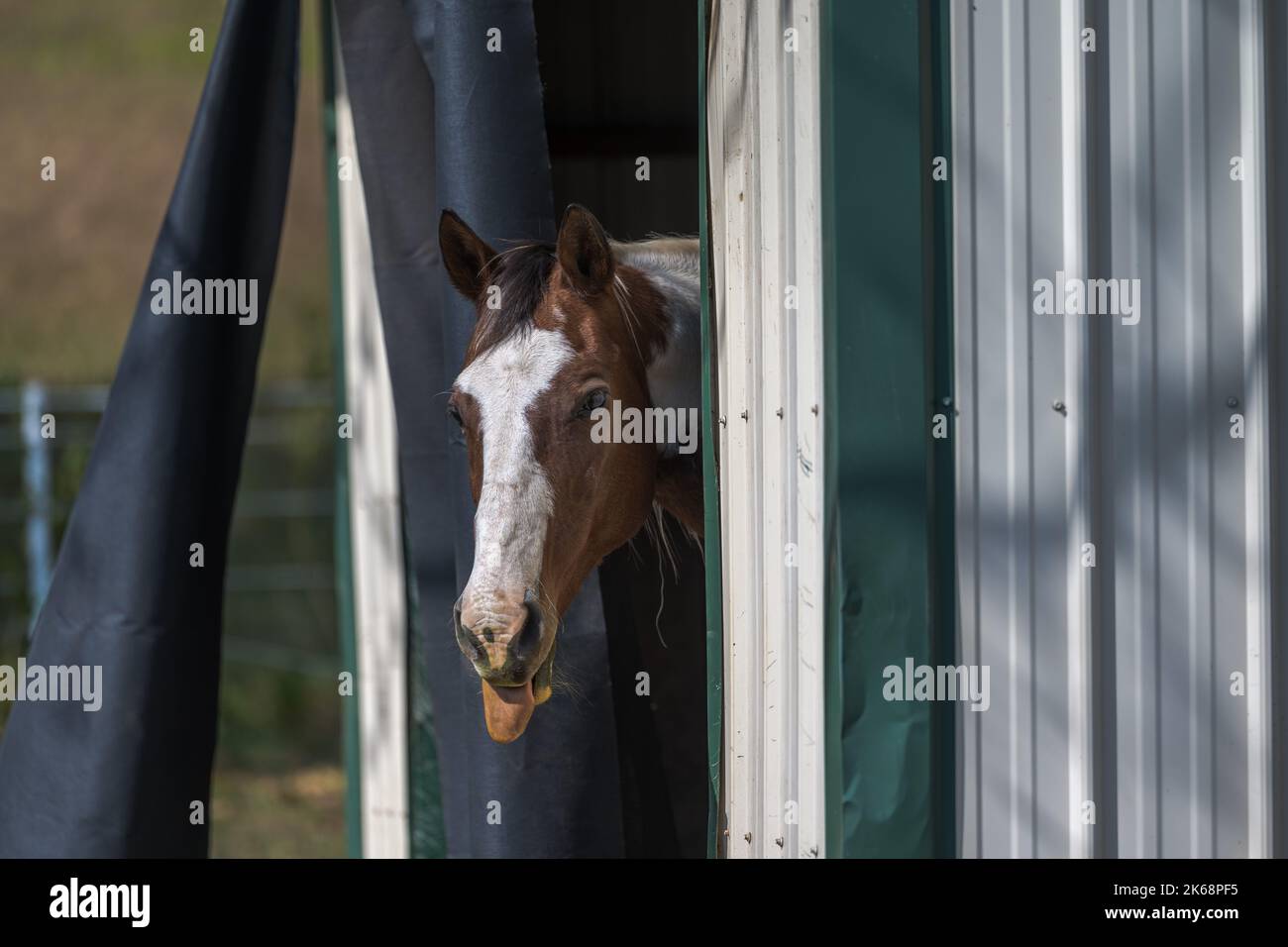Un cavallo di vernice guarda fuori da un rifugio di campo Foto Stock