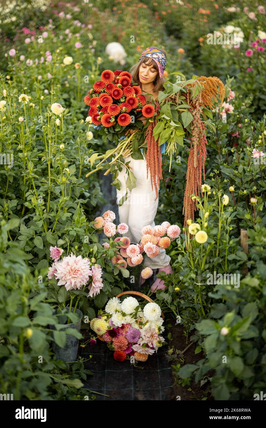 Donna con un sacco di fiori in fattoria dahlia all'aperto Foto Stock