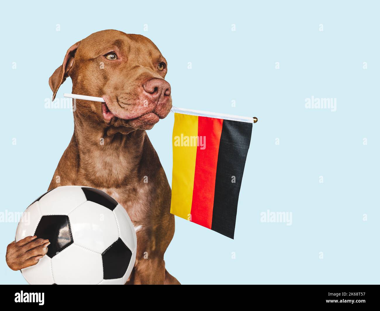 Affascinante, adorabile cucciolo, tenendo bandiera nazionale della Germania e palla da calcio. Preparativi per la Coppa del mondo. Primo piano, all'interno. Foto studio. Concetto di Foto Stock