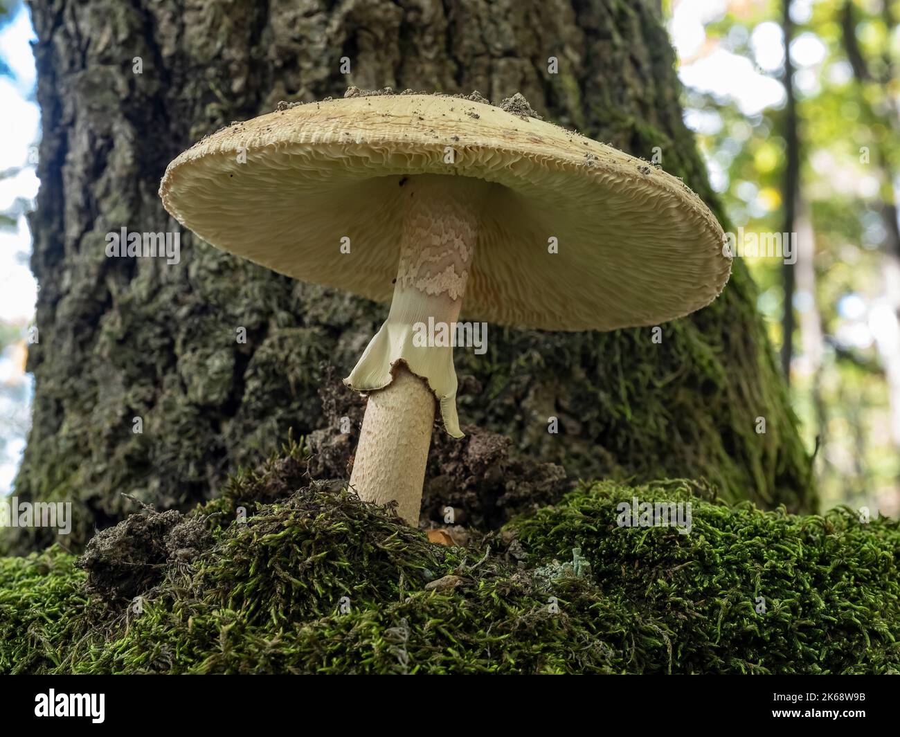 Funghi selvatici nella foresta profonda. Foto Stock