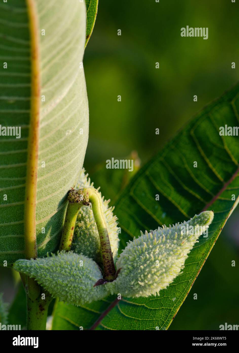 Cialde di semi di Milkweed appendono due foglie di Milkweed, Nachusa Nature Conservancy, Ogle & Lee Counties, Illinois Foto Stock