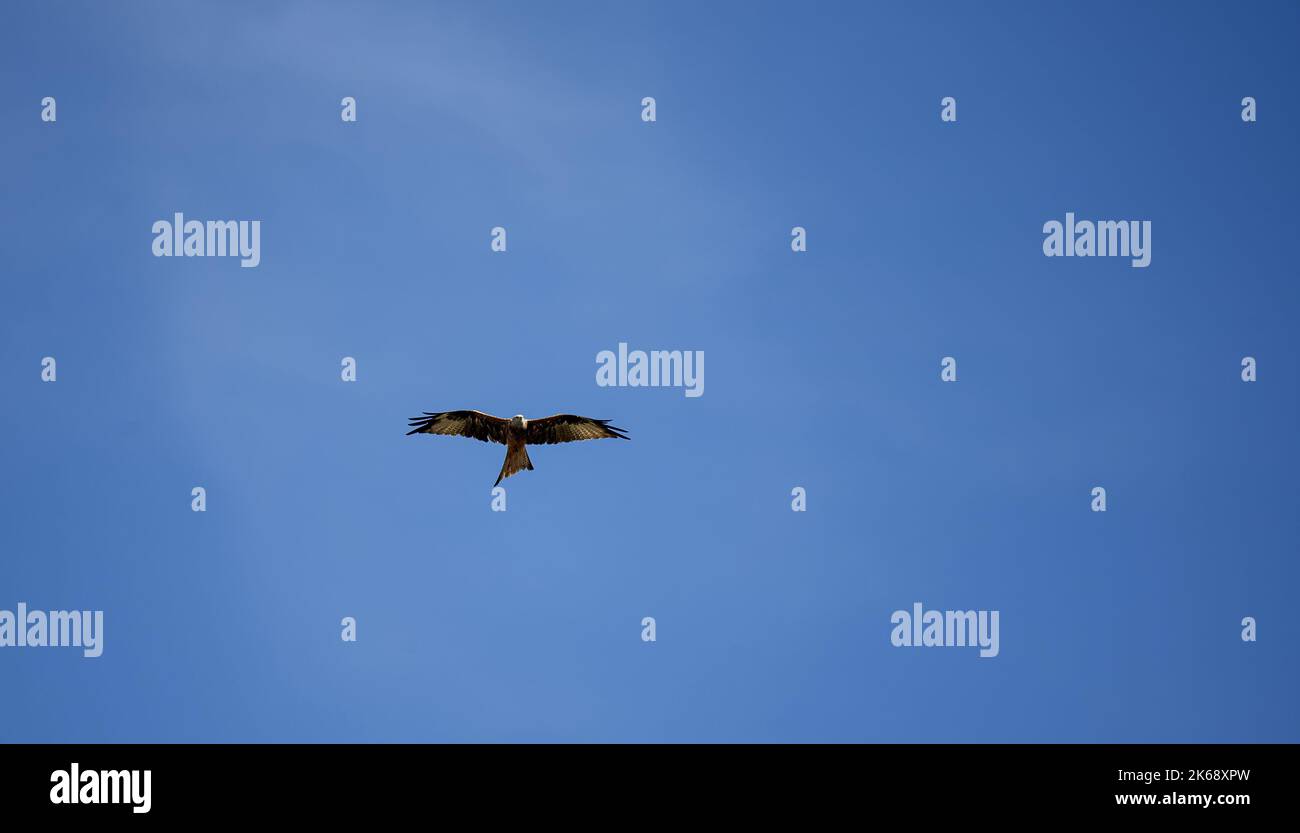 Avvoltoio Griffon, Eurasion griffon (Gyps fulvus) in volo, cielo azzurro chiaro Foto Stock