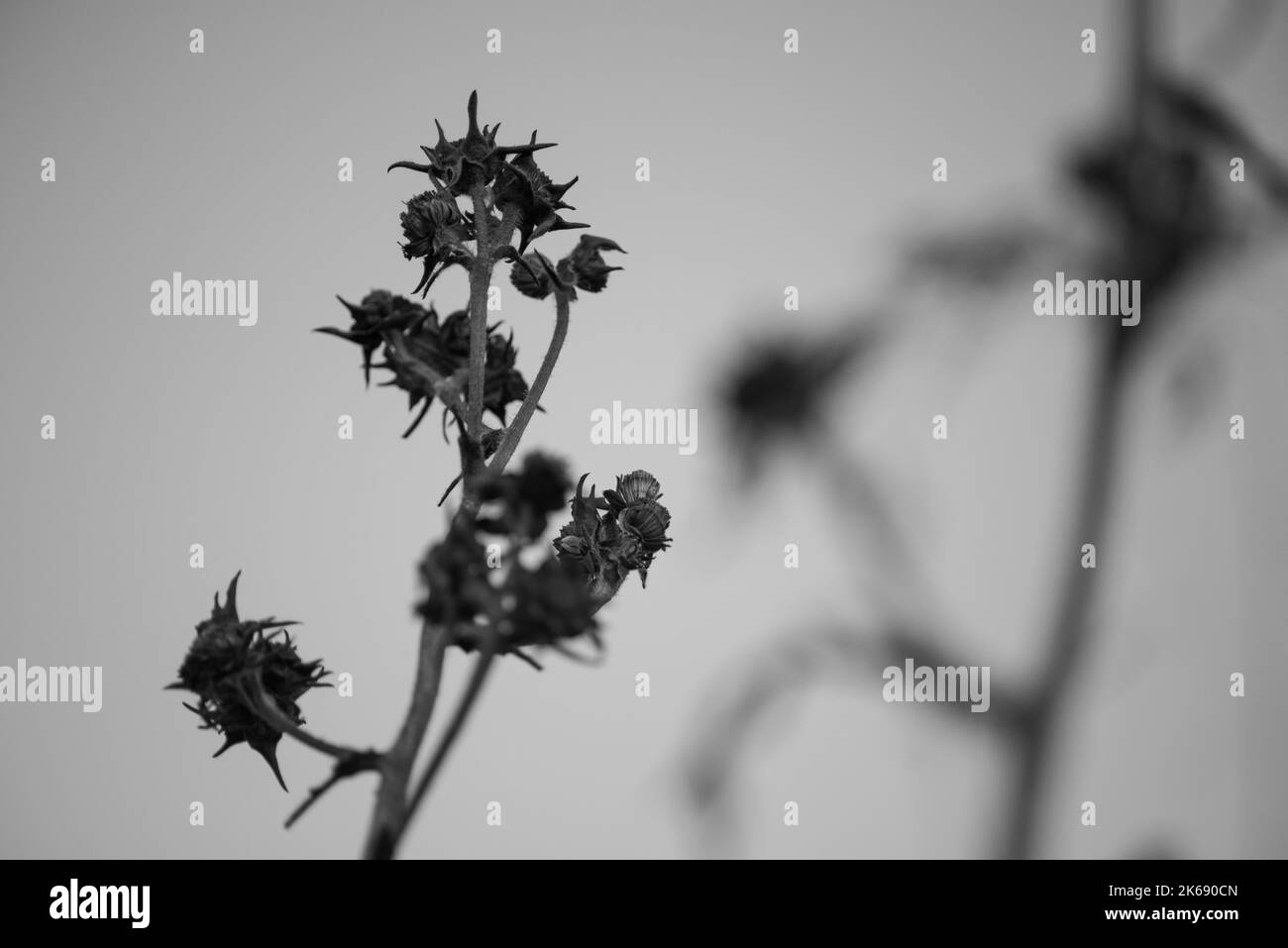 Un colpo in scala di grigi di un gambo di fiore di cardo con spine Foto Stock