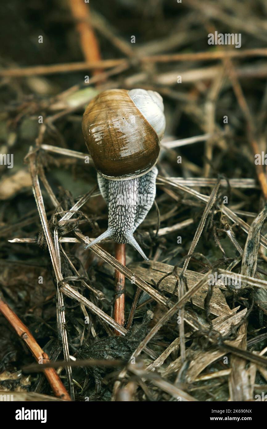 Primo piano della lumaca da giardino ( Helix pomatia ) Foto Stock