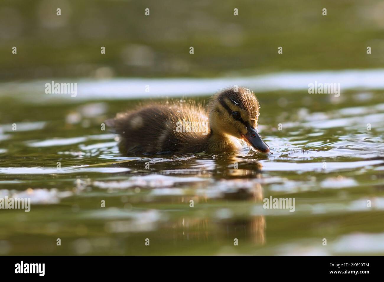 mallard anatroccolo sull'acqua (.Anas platyrhinchos ) Foto Stock