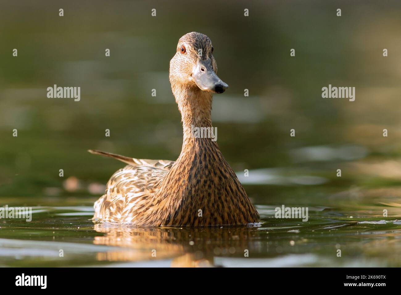 Curioso gallina mallard su stagno, guardando la fotocamera (.Anas platyrhynchos ) Foto Stock