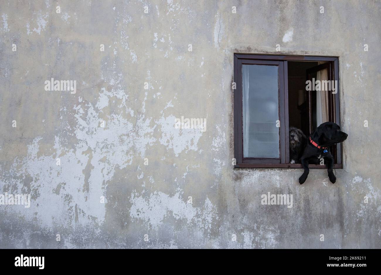 Due cani nella finestra aperta. Animali domestici in attesa del proprietario. Cani in finestra di vecchia casa di cemento. Concetto di animali domestici. Concetto di minimalismo. Foto Stock