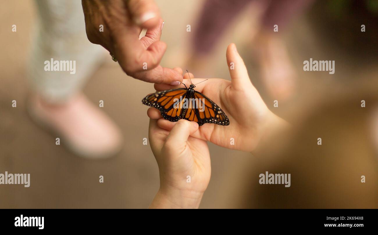 Mani giovani e vecchie mani che tengono e si prendono cura di una farfalla Foto Stock