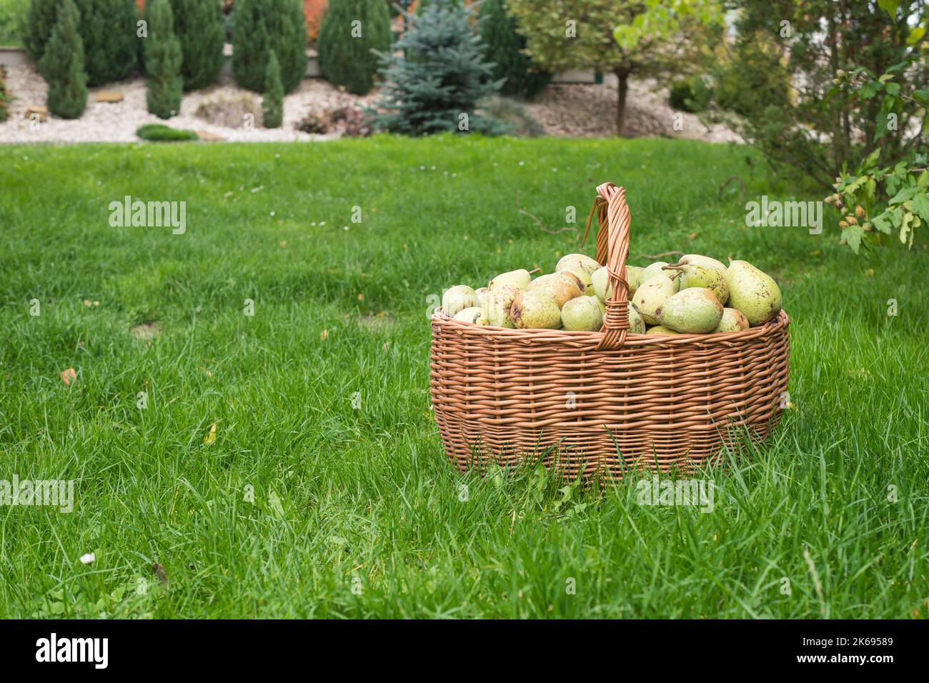 Pere del proprio giardino in cesti di vimini in giardino su erba. Copia spazio per il testo. Raccolta in casa, frutta fresca biologica raccolta. Dal mercato locale. Foto Stock