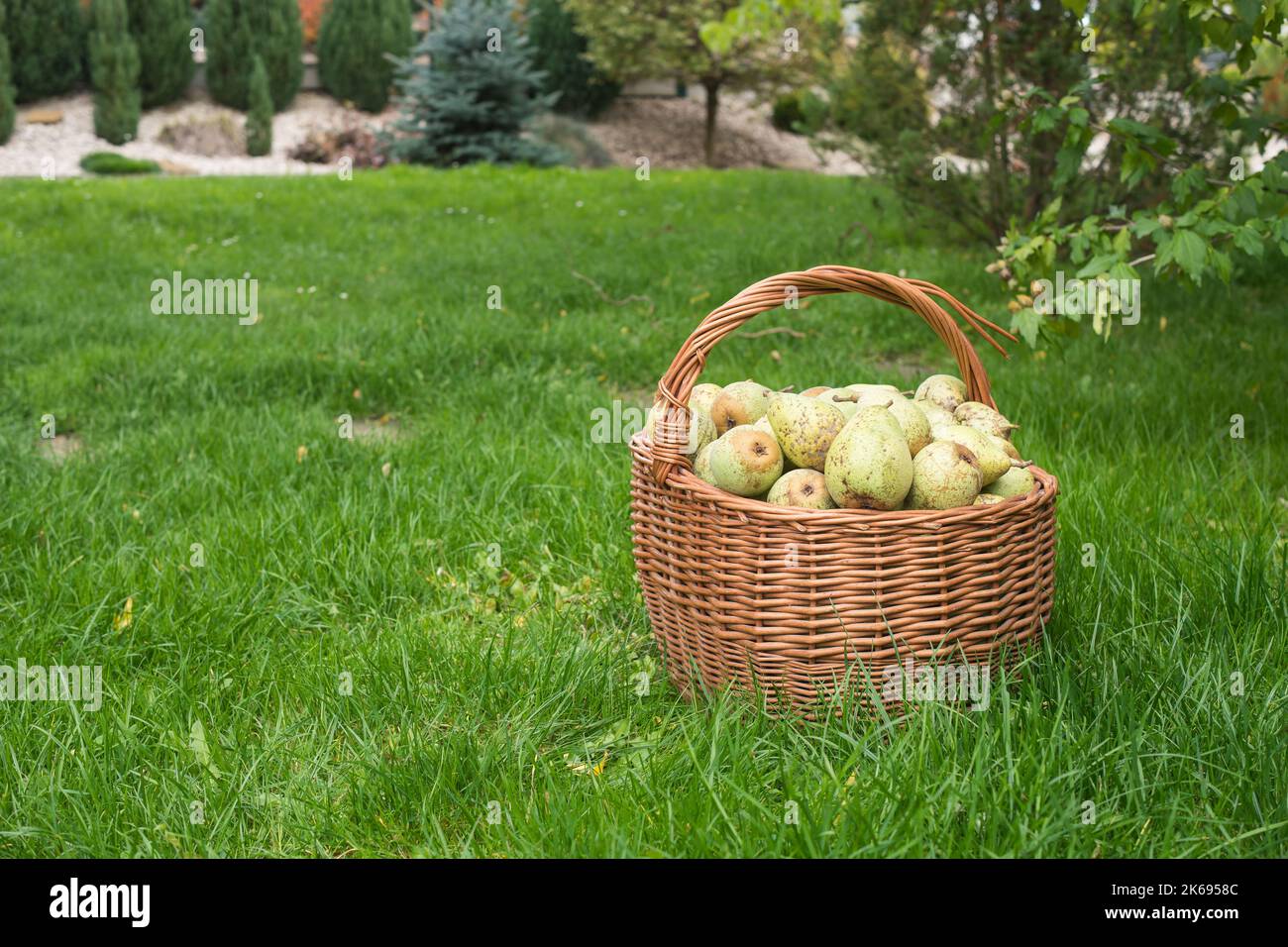 Pere del proprio giardino in cesti di vimini in giardino su erba. Copia spazio per il testo. Raccolta in casa, frutta fresca biologica raccolta. Dal mercato locale. Foto Stock