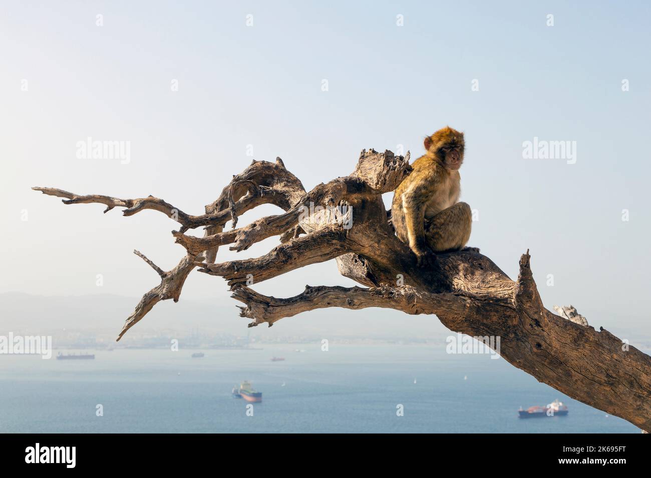 Scimmia macaco di Barbary seduta su un ramo presso l'Apes' Den che si affaccia sulla baia di Gibilterra, Upper Rock Nature Reserve, Gibilterra Foto Stock