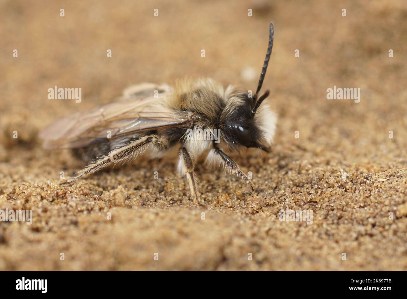 Dettaglio primo piano su un maschio dell'ape mineraria Ashy, Andrena cineraria seduto a terra Foto Stock