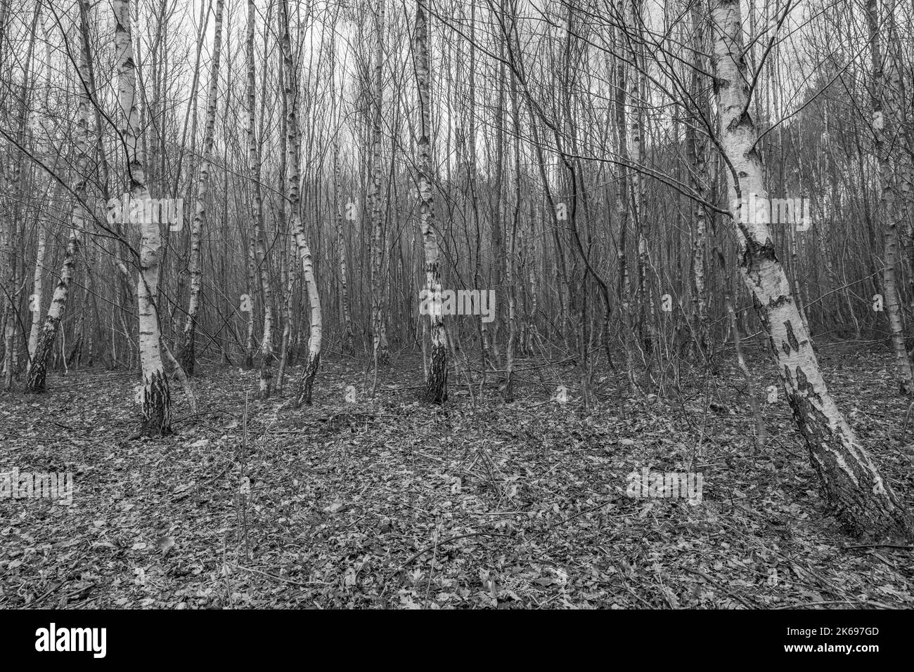 Fitta foresta di betulle argentate Foto Stock