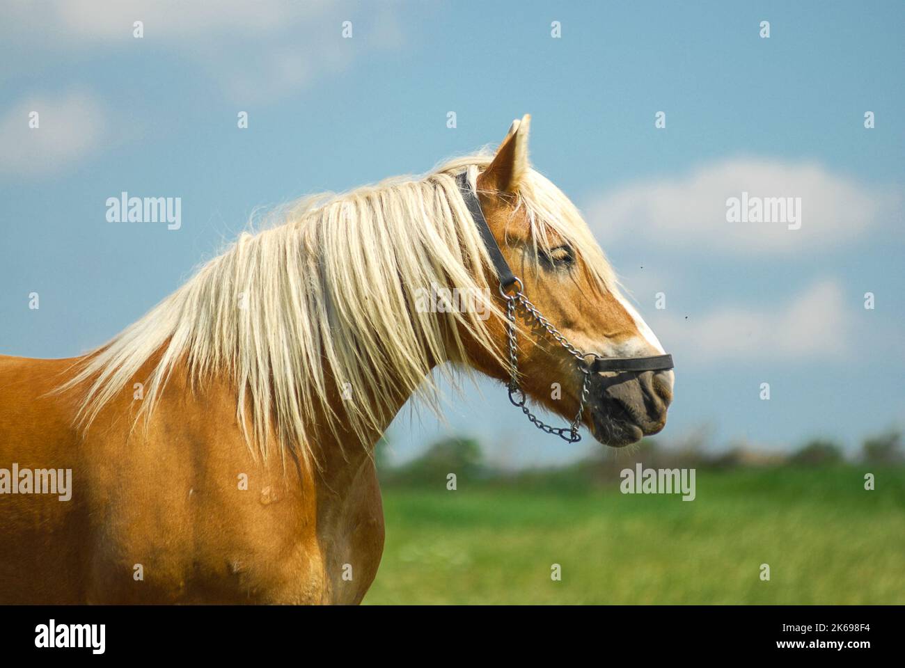 Cavallo della razza Jutland danese al pascolo indenne nel prato Foto Stock