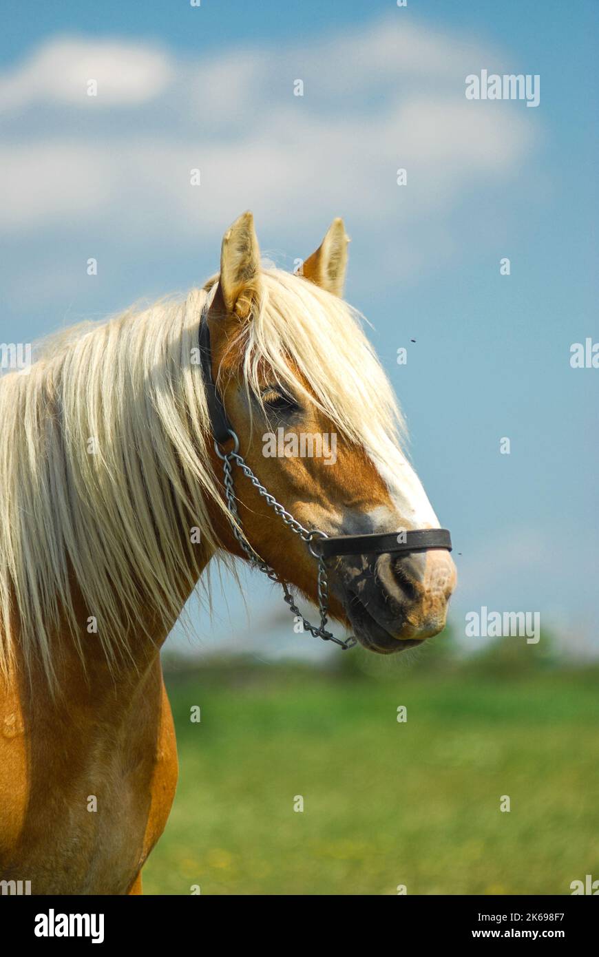 Cavallo della razza Jutland danese al pascolo indenne nel prato Foto Stock