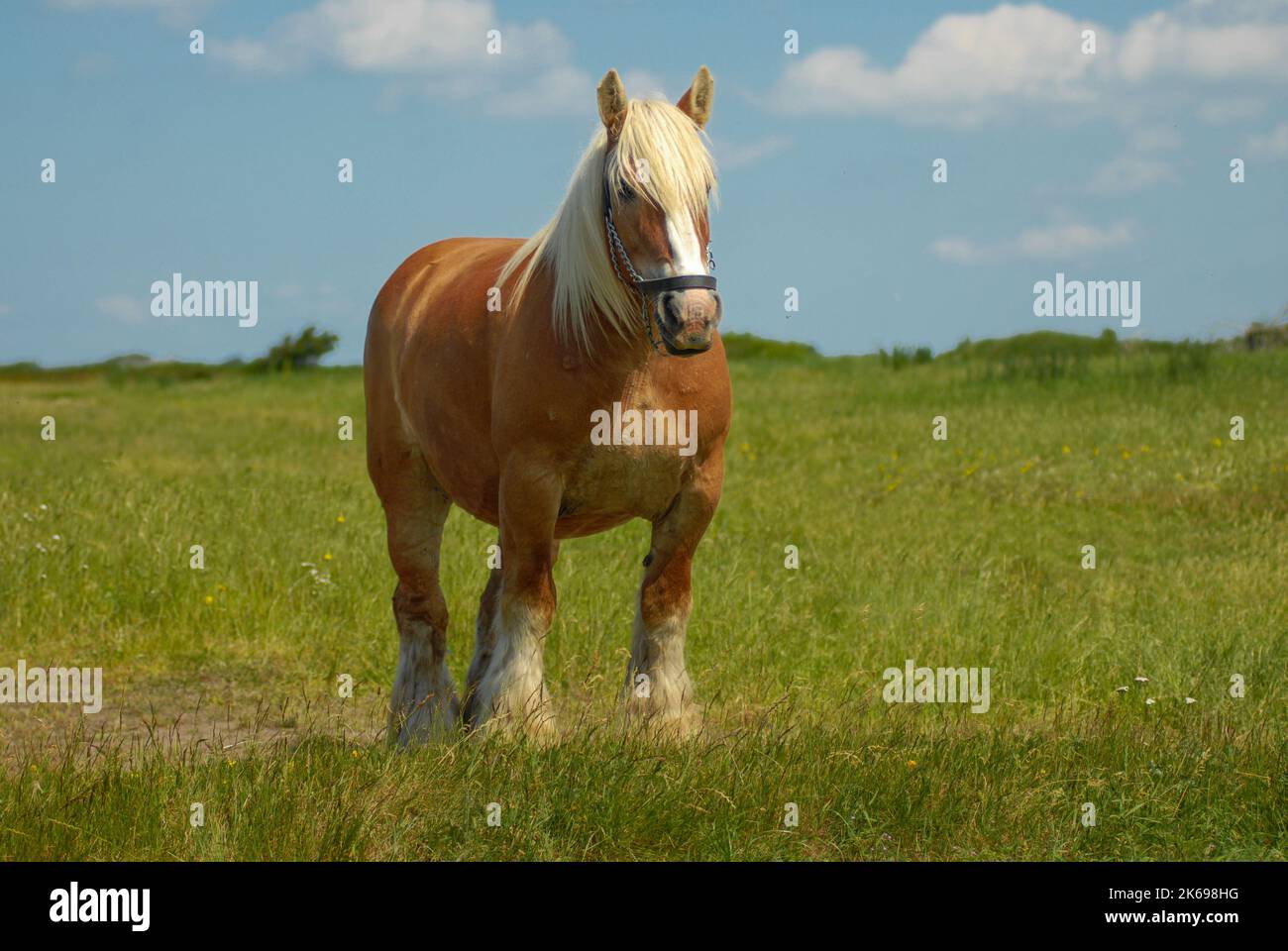 Cavallo della razza Jutland danese al pascolo indenne nel prato Foto Stock