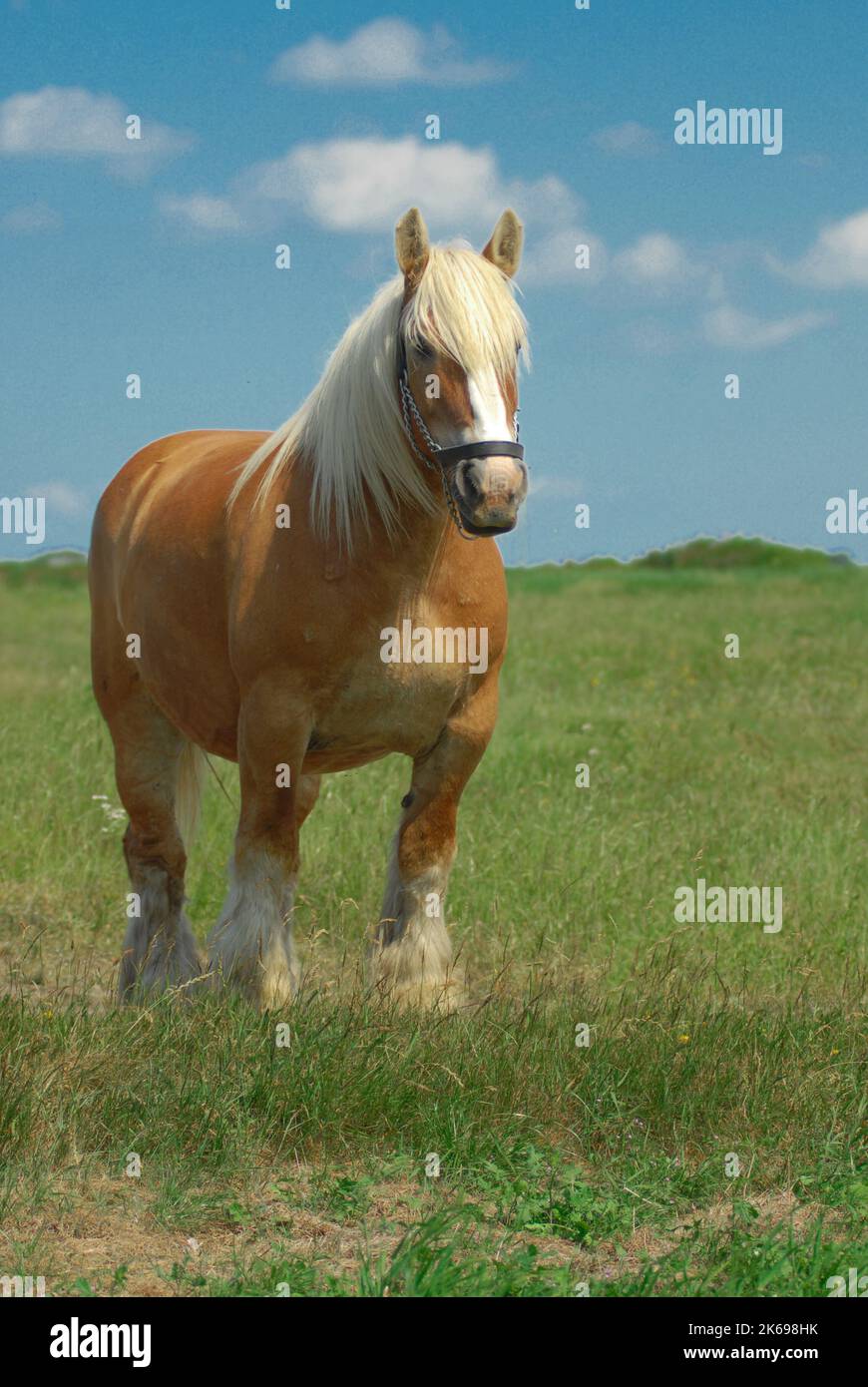 Cavallo della razza Jutland danese al pascolo indenne nel prato Foto Stock