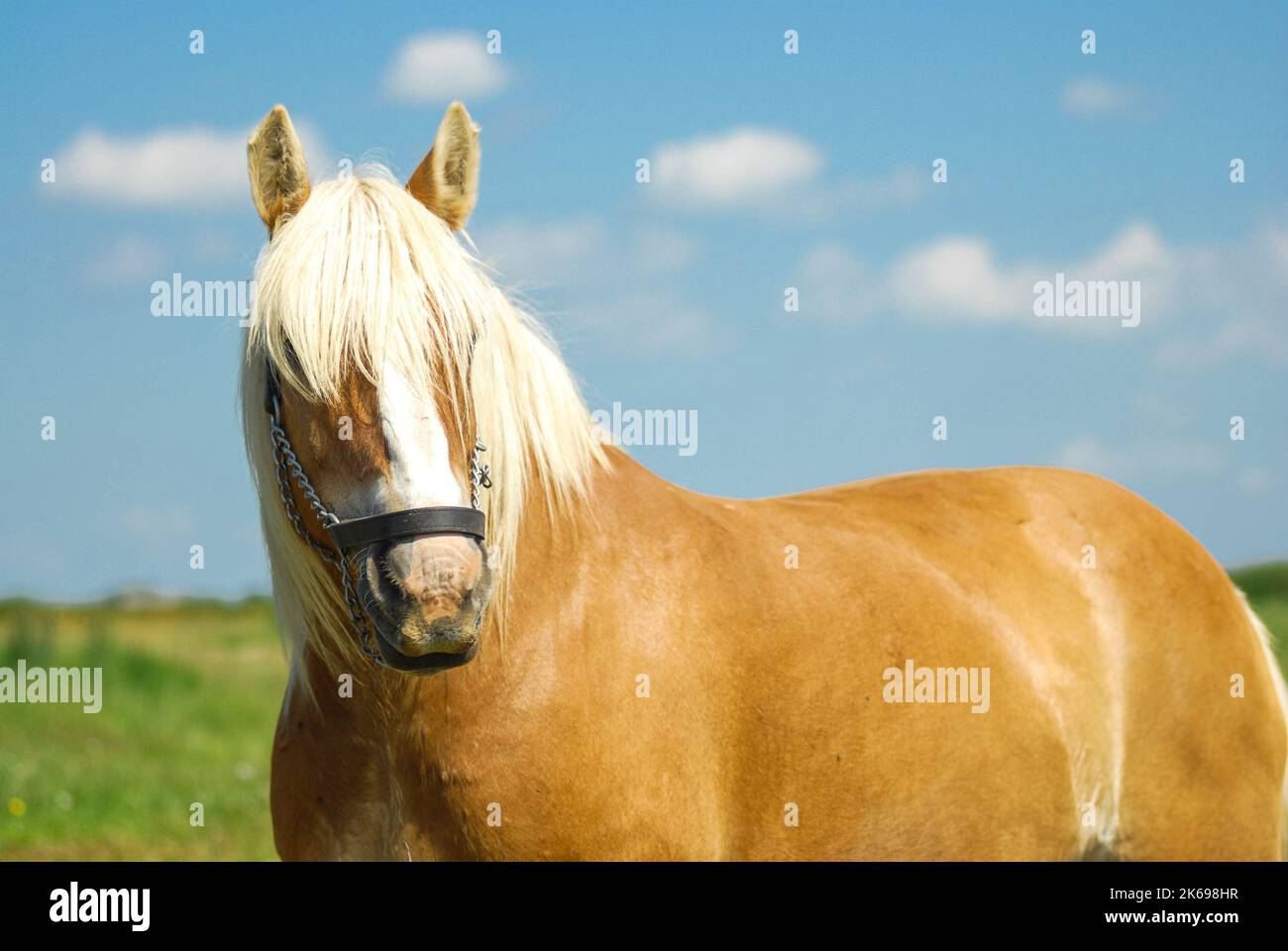 Cavallo della razza Jutland danese al pascolo indenne nel prato Foto Stock