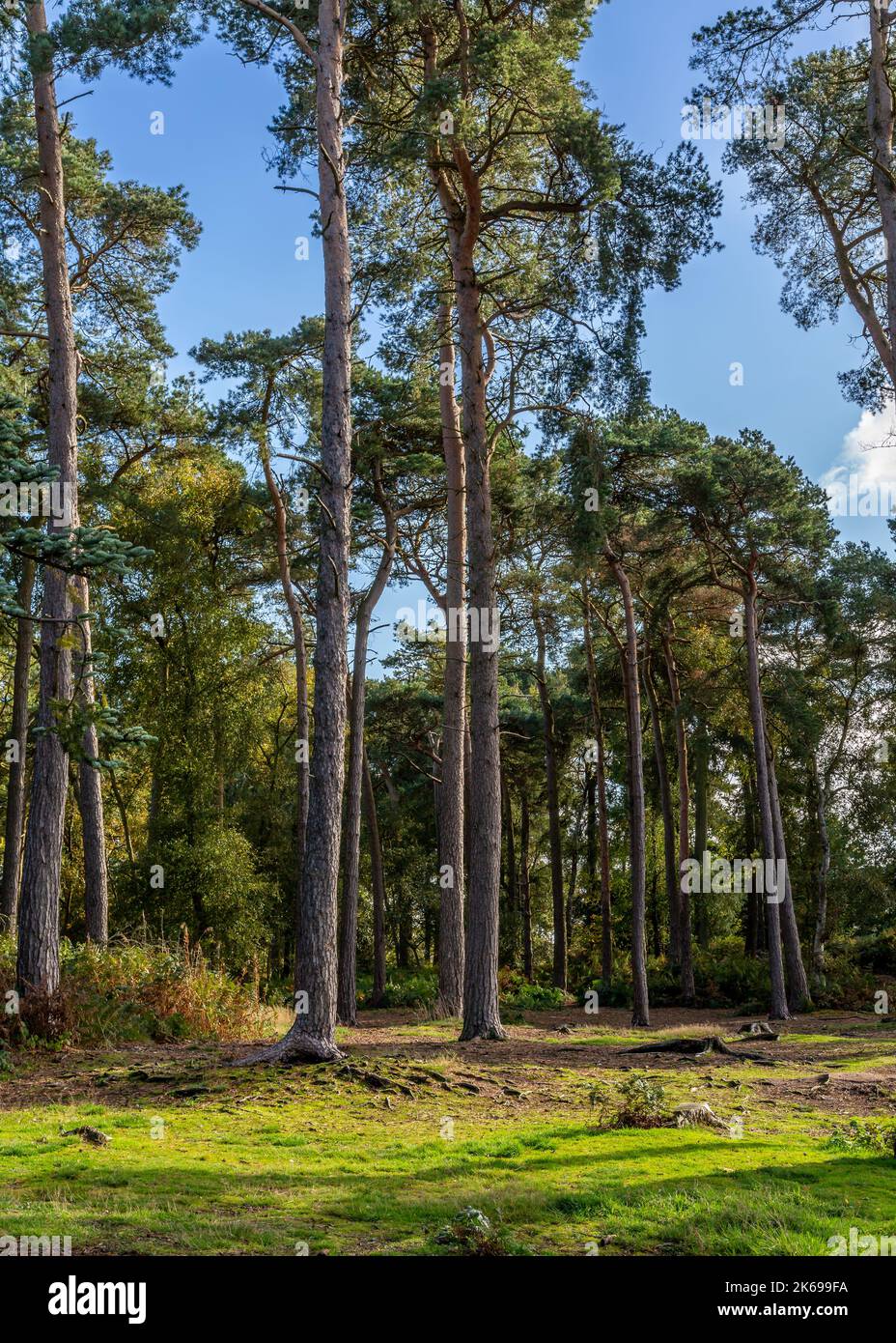 Viste panoramiche della campagna di Lickey Hills in autunno. Foto Stock