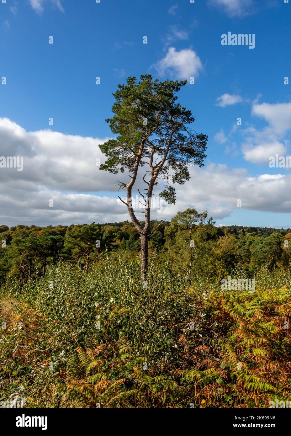 Viste panoramiche della campagna di Lickey Hills in autunno. Foto Stock