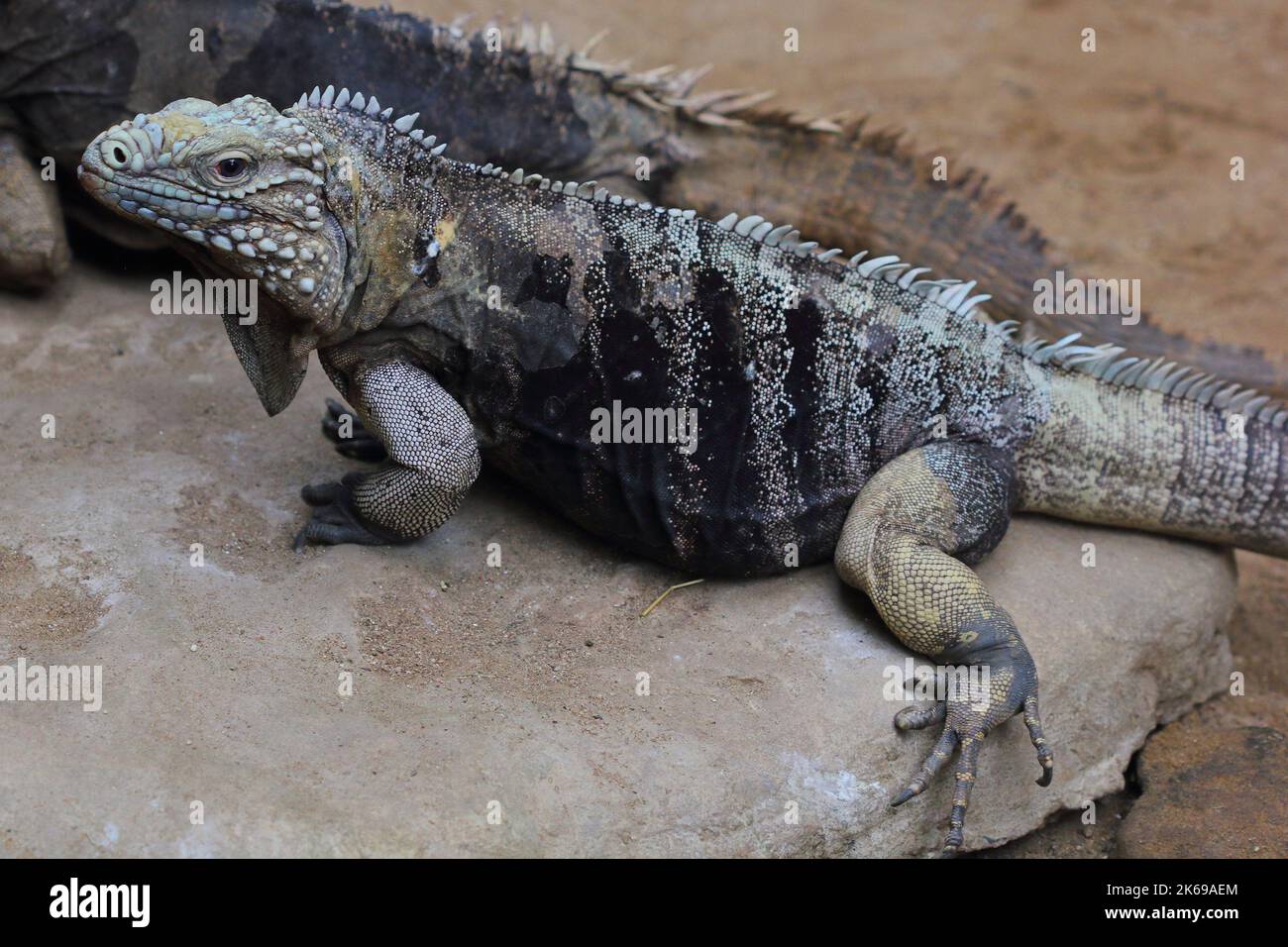 L'iguana di roccia cubana, iguana di terra cubana, iguana cubana (Cyclura nubila) femmina in un habitat naturale Foto Stock