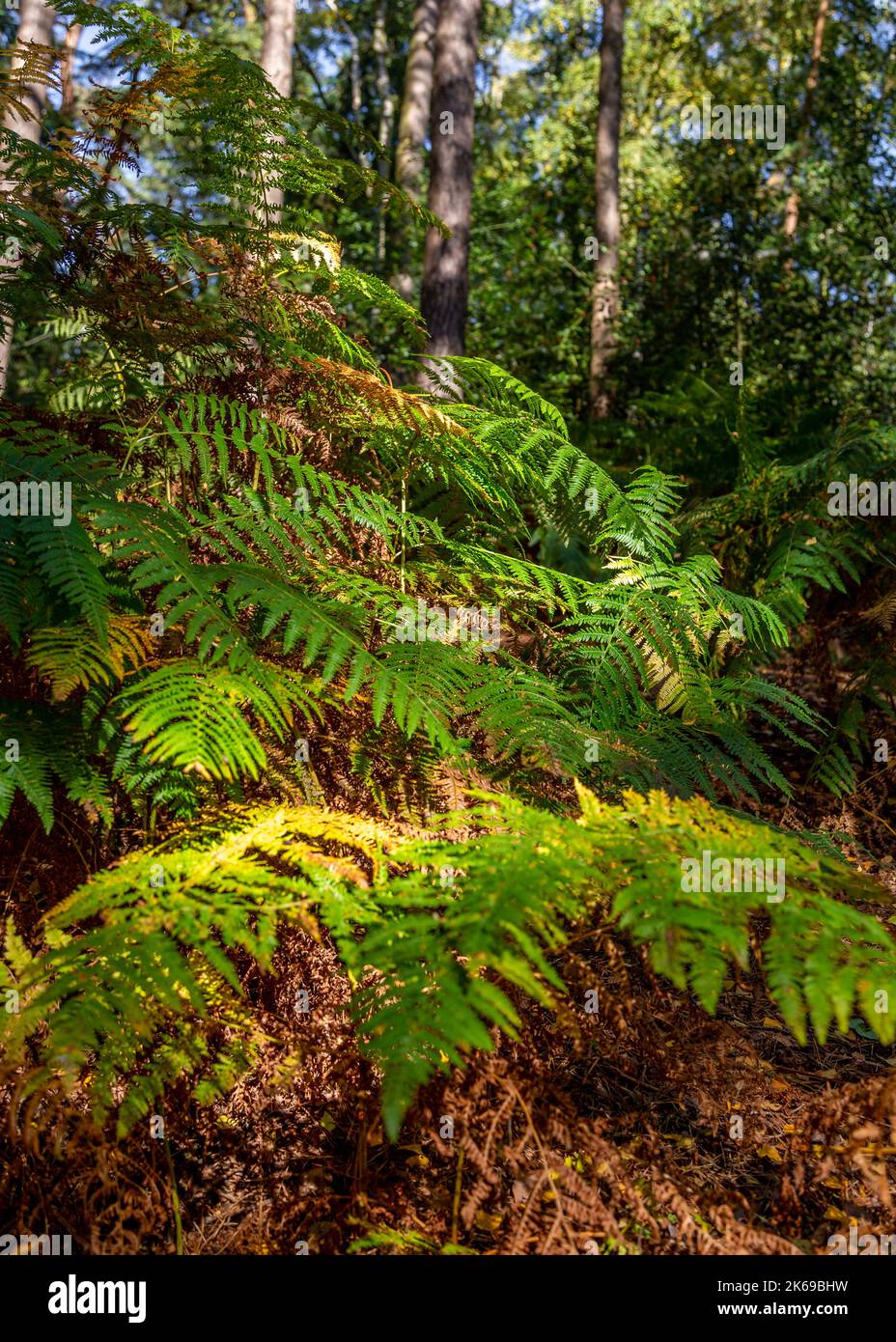 Viste panoramiche della campagna di Lickey Hills in autunno. Foto Stock