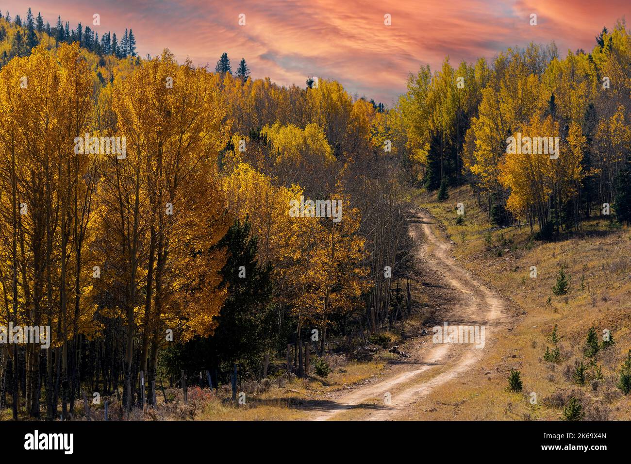 Le foglie di Aspen si trasformano in oro autunnale sulla faccia sud di Pikes Peak vicino a Victor Colorado Foto Stock