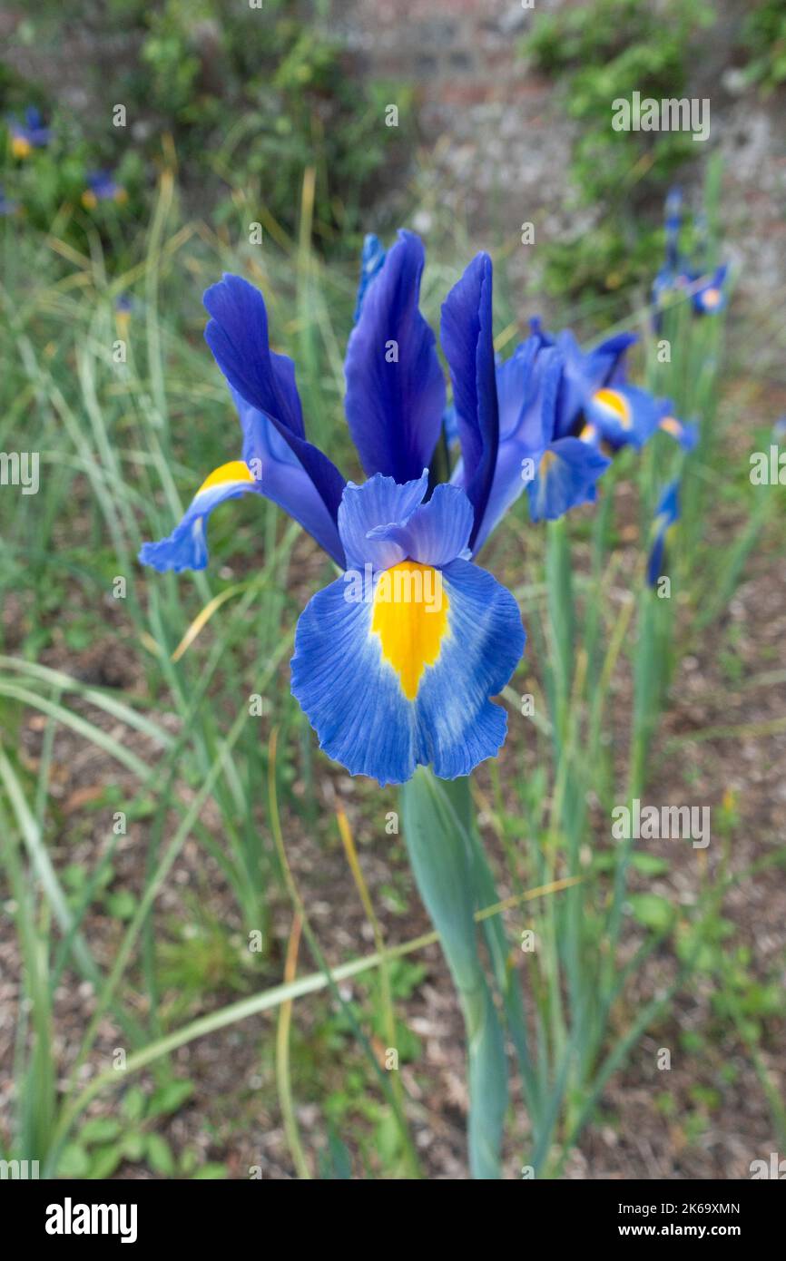 Olandese Iris, Iris x hollandica, 'Sapphire', che cresce in massa in un giardino murato. Foto Stock