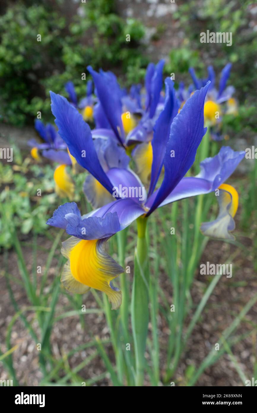 Olandese Iris, Iris x hollandica, 'Miss Saigon, crescendo in massa in un giardino murato. Foto Stock