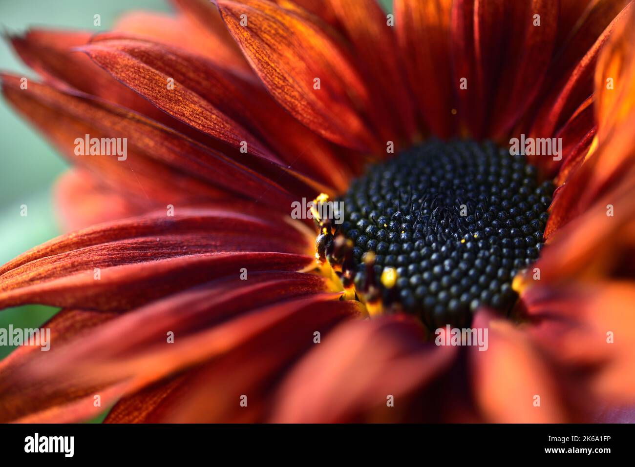 Girasole di velluto rosso che fiorisce sotto il sole della sera Foto Stock
