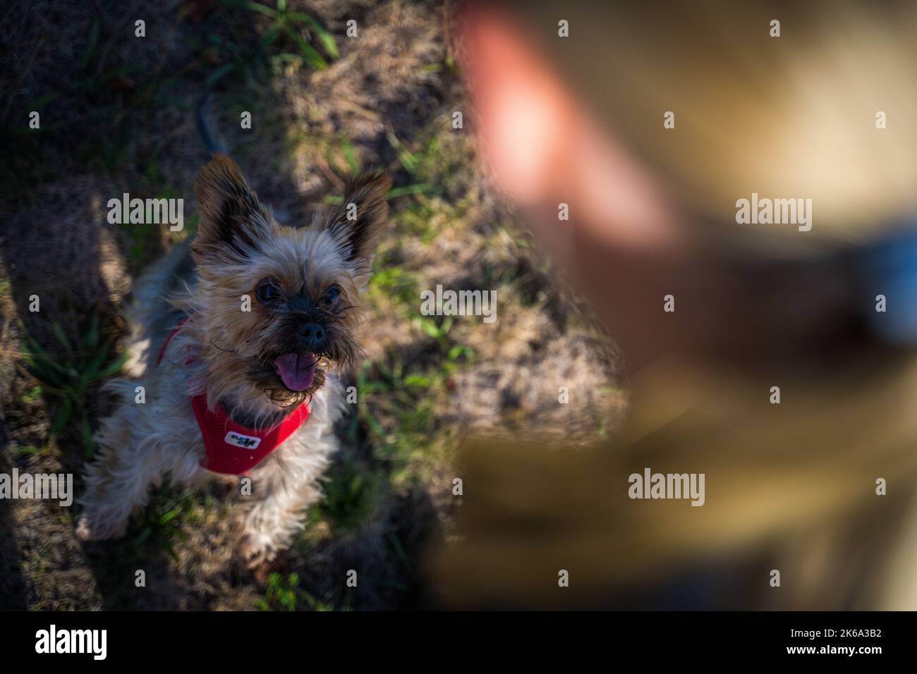 Una bella scena nella natura di Yorkshire Terrier e una donna bionda mostra la testa. Foto Stock