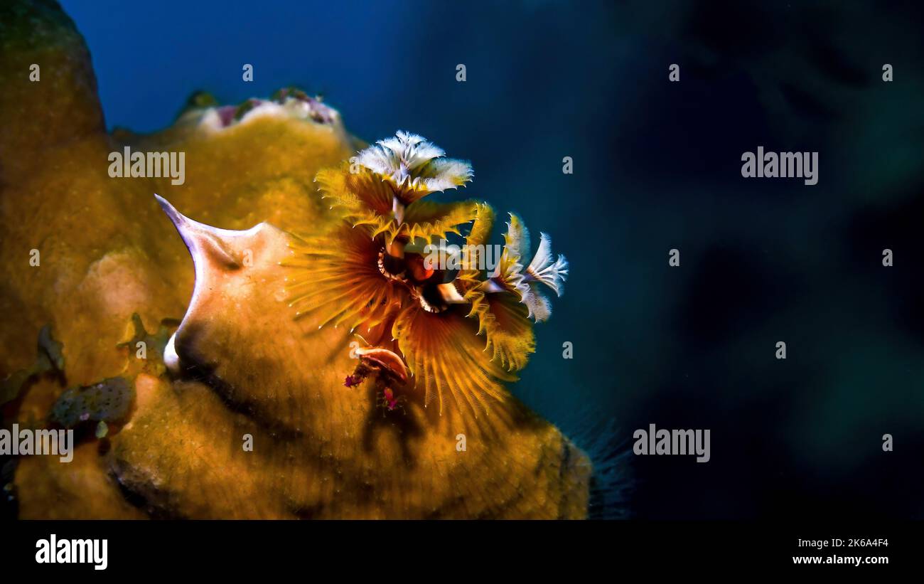 Un verme di Natale rosso, bianco e giallo (Spirobranchus giganteus), sul corallo, Curacao. Foto Stock