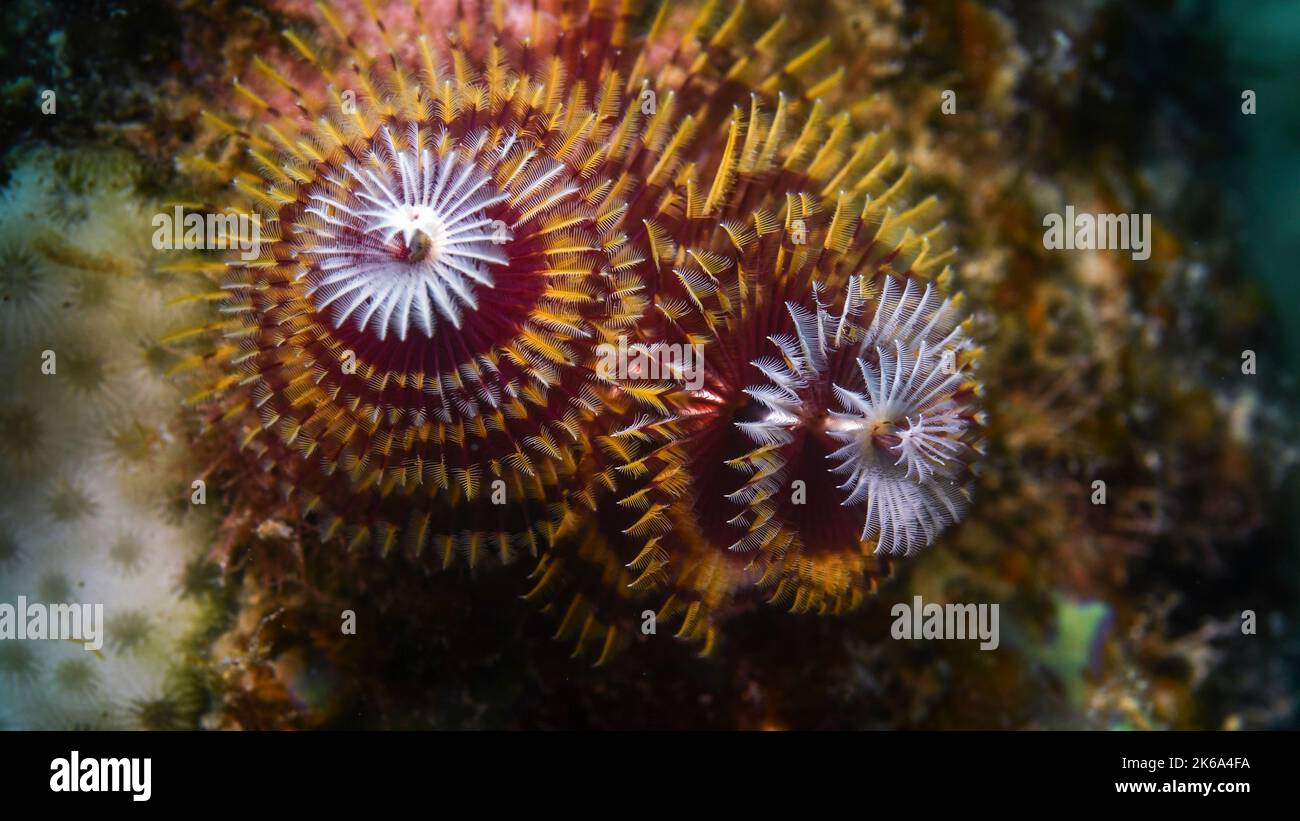 Un verme di Natale rosso, bianco e giallo (Spirobranchus giganteus), sul corallo, Curacao. Foto Stock