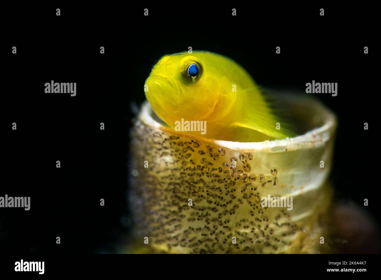 Limone goby con le sue uova sul lato di un foro di verme tubo, Anilao, Filippine. Foto Stock