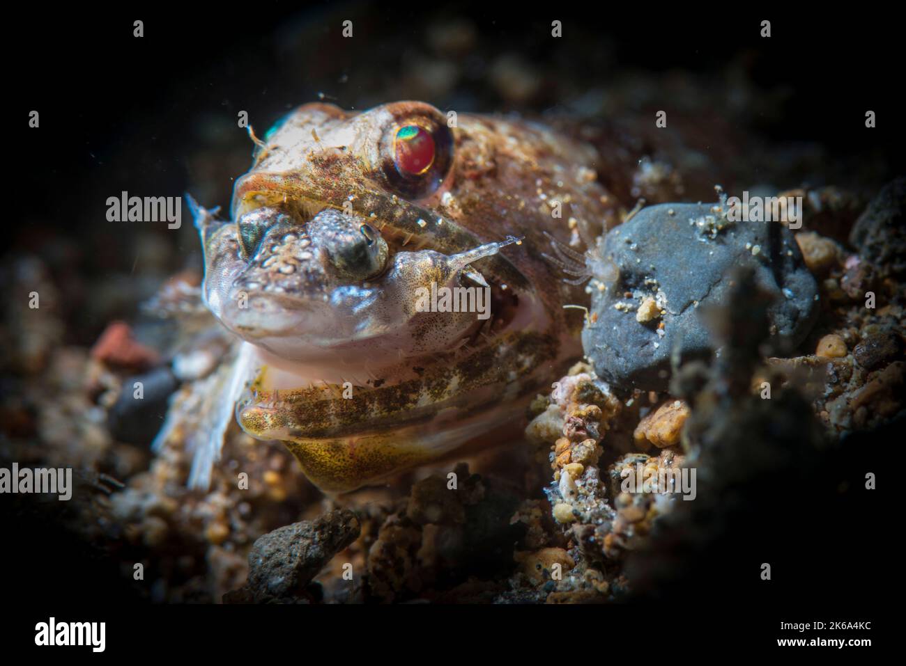 Una lucertola cattura e mangia un dragonet, Anilao, Filippine. Foto Stock