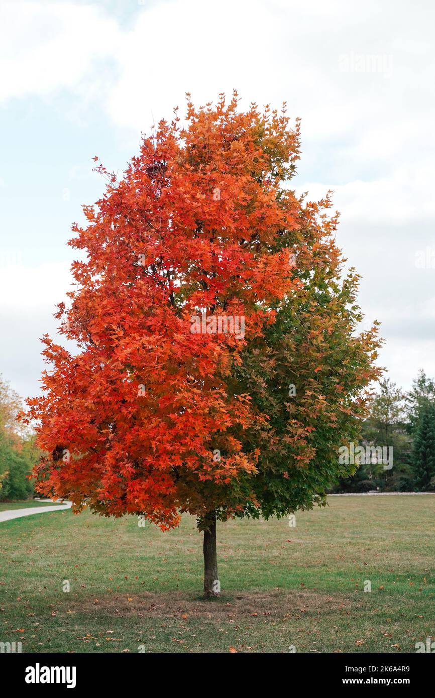 Un albero di foglia di acero con metà delle foglie cambia da verde a rosso durante la stagione autunnale in Canada Foto Stock