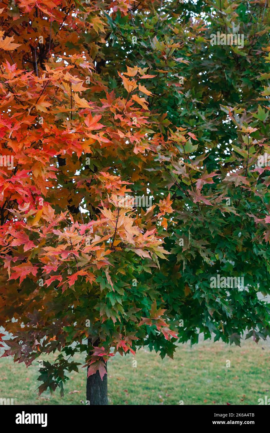 Un albero di foglia di acero con metà delle foglie cambia da verde a rosso durante la stagione autunnale in Canada Foto Stock