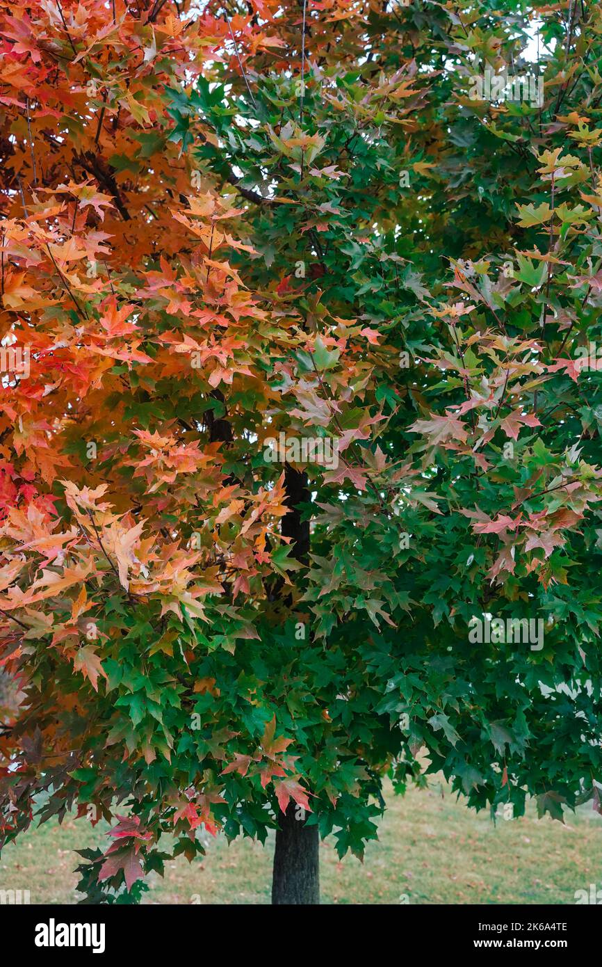 Un albero di foglia di acero con metà delle foglie cambia da verde a rosso durante la stagione autunnale in Canada Foto Stock