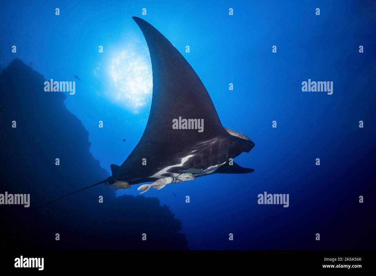 Un gigantesco raggio di manta (Mobula birostris) sorvola sotto il sole, l'isola di Socorro, Messico. Foto Stock