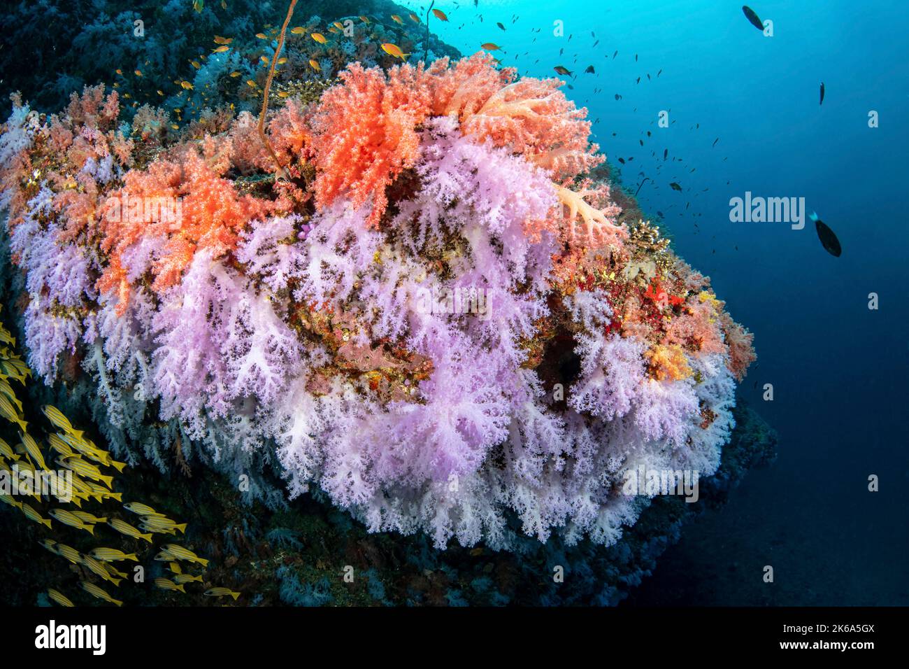 I coralli morbidi decorano questa barriera corallina come si tratta di un angolo e si protona fuori dalla barriera corallina, Maldive. Foto Stock