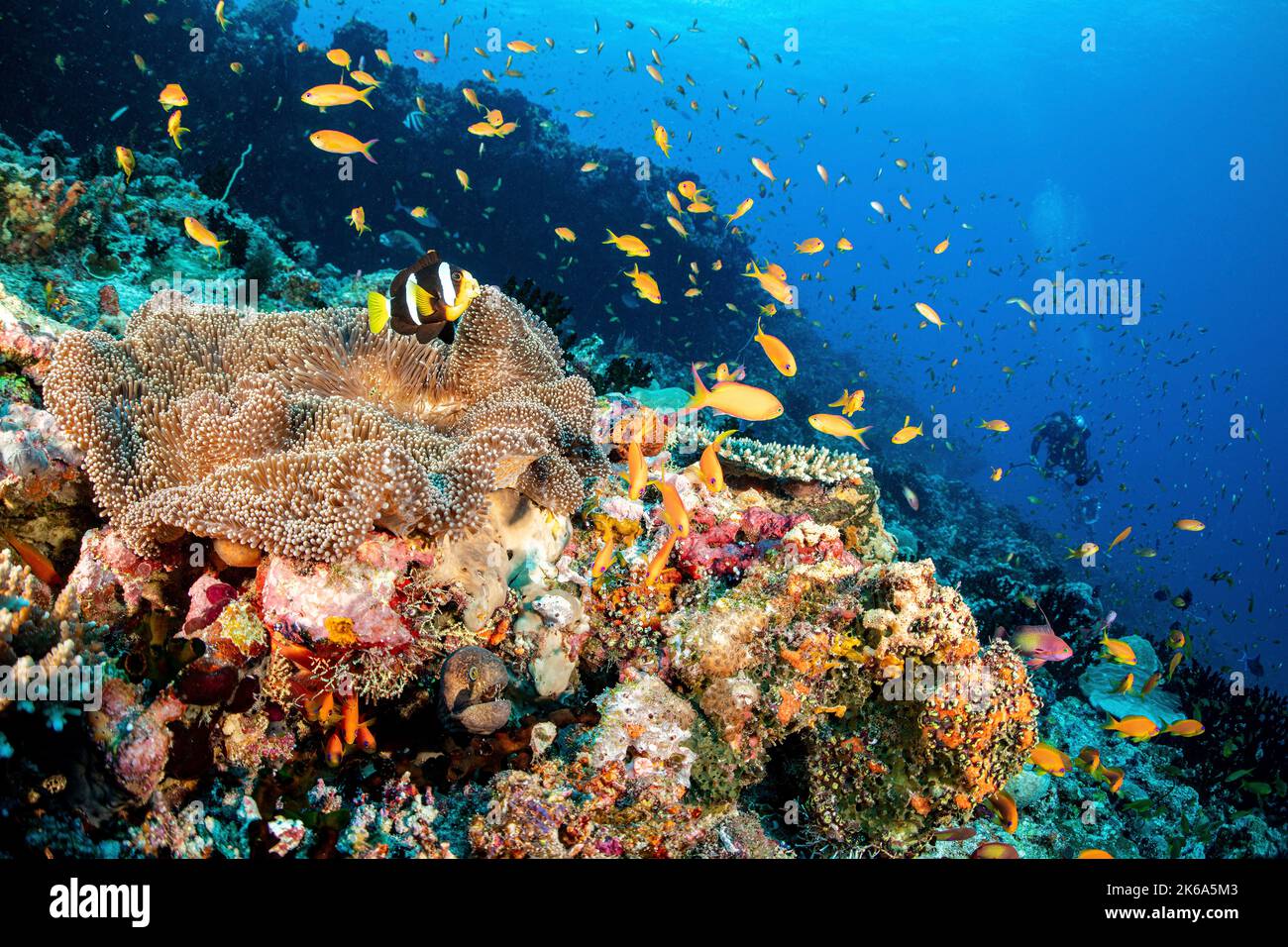 Un pesce pagliaccio vive in cima ad un anemone su una barriera corallina e un anguilla vive sotto l'anemone, Maldive. Foto Stock