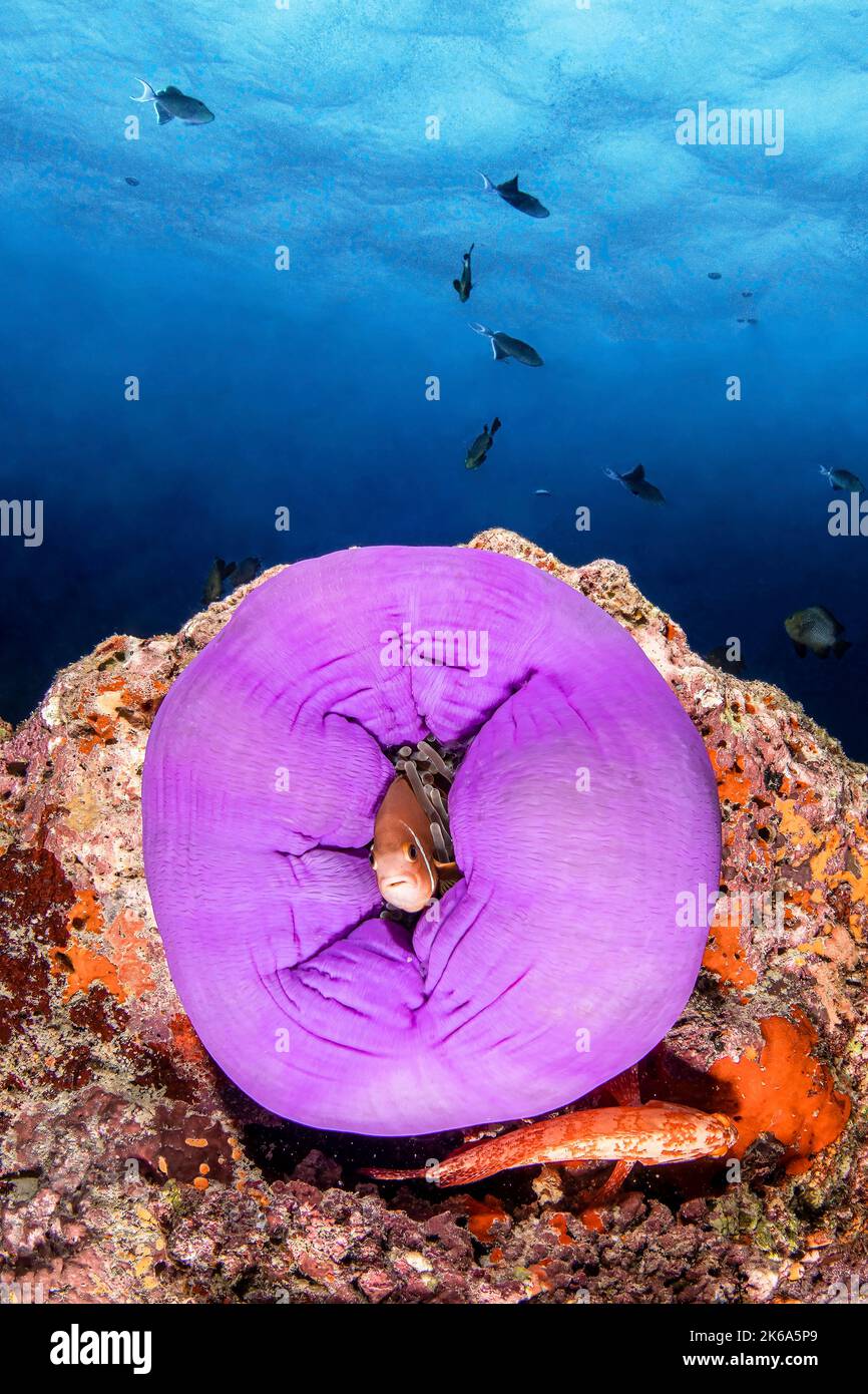 Un pesce pagliaccio esce da un anemone viola che è chiuso fino a nutrire, Maldive. Foto Stock