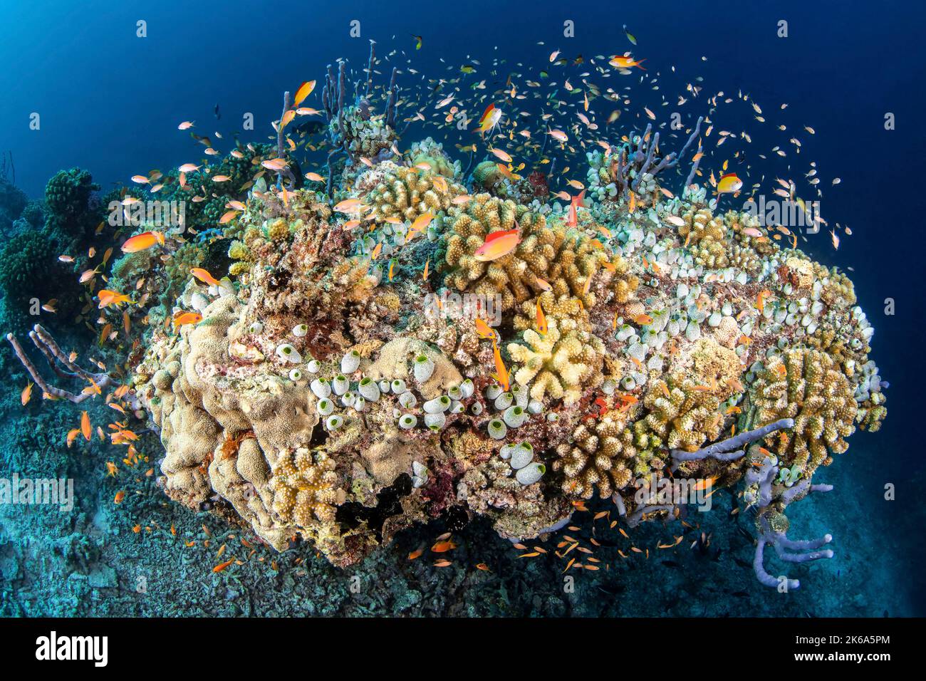 Una bomba di corallo piena di vita, Maldive. Foto Stock