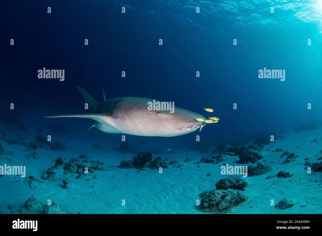 Uno squalo nutrice nuota con diversi pesci pilota sul naso, Maldive. Foto Stock