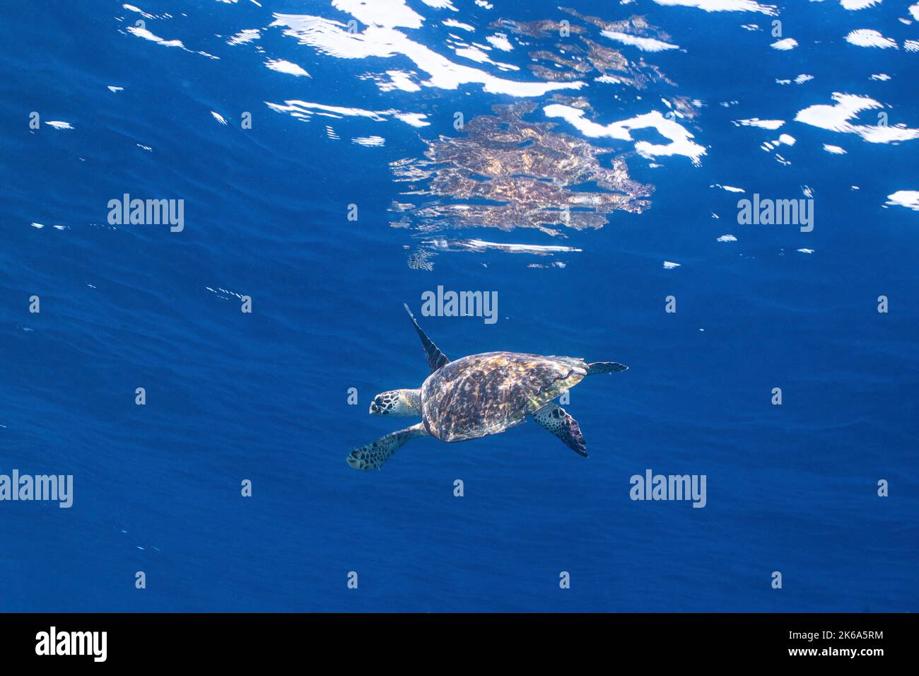 Una tartaruga di mare di Hawksbill nuota vicino alla superficie, Oceano Indiano, Maldive. Foto Stock