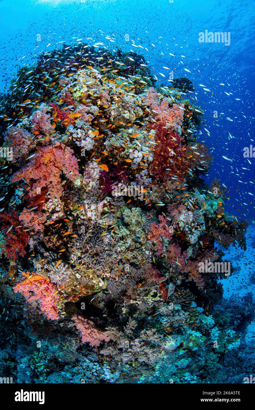 Una bomba di corallo nel Mar Rosso Meridionale sostiene grandi scuole di pesci della barriera corallina e coralli molli. Foto Stock