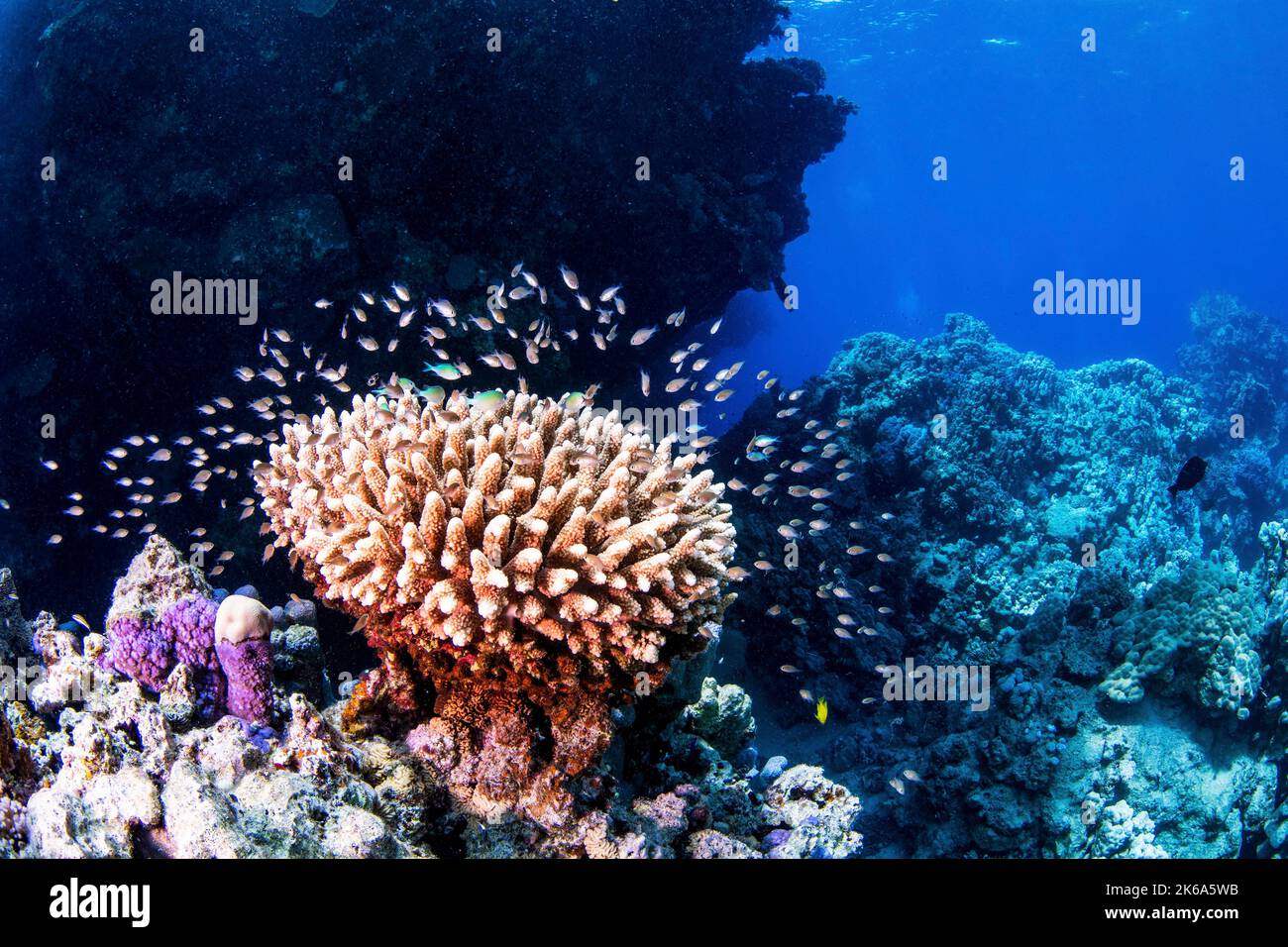 Una testa di corallo è piena di piccoli pesci della barriera corallina che nuotano dentro e fuori dai confini del corallo, il Mar Rosso. Foto Stock