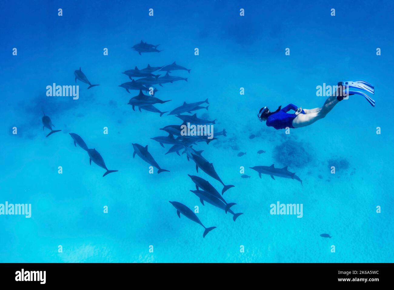 Un subacqueo gratuito nuota giù verso una scuola di delfini spinner per uno sguardo più da vicino, il Mar Rosso. Foto Stock
